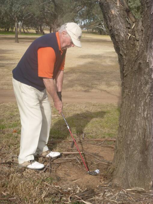 Golfer in Trouble: Alby Callaghan playing from behind a tree where his partner had put him.