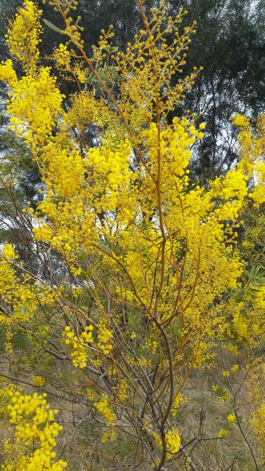Gold Rush: Acacia decora (Western Golden Wattle) flowering at the moment. For more information about anything in this article, 02 6862 4914.