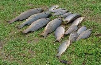 CULL IS NEEDED: Anglers and other waterway stakeholders can have their say on the best ways to minimise the impact of carp.