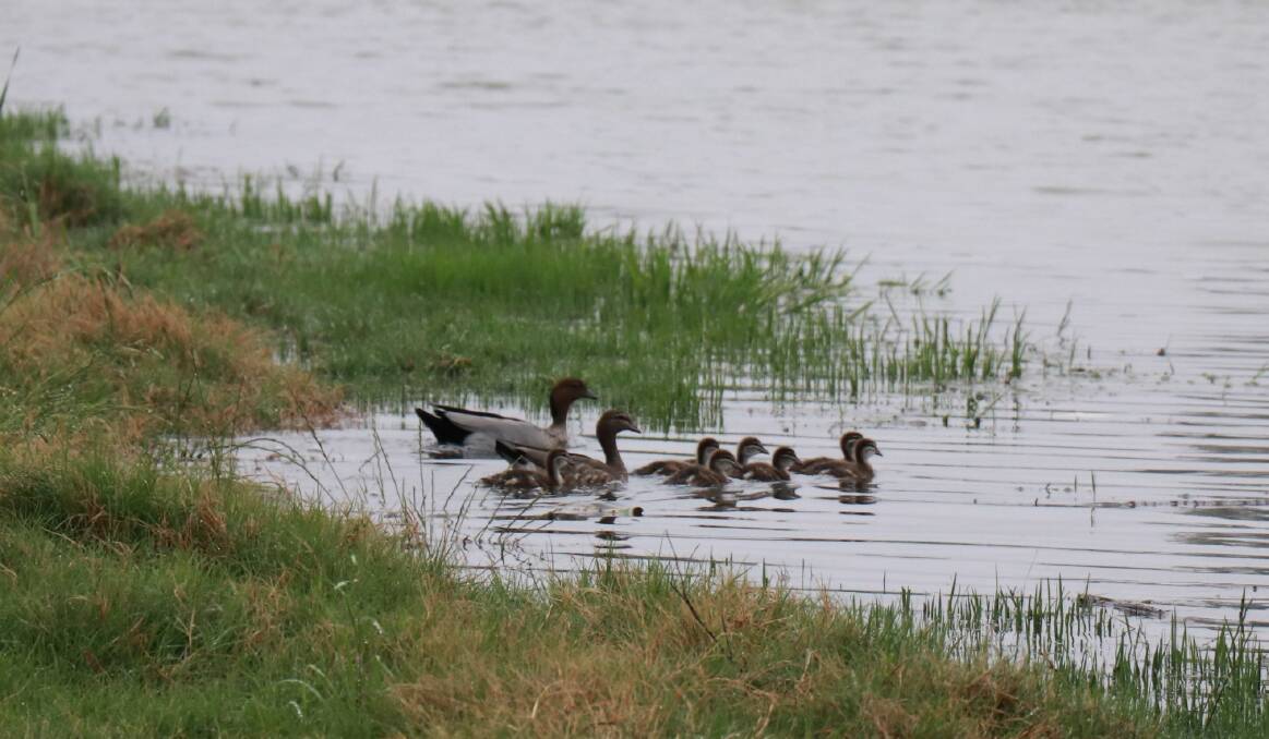 This little family was enjoying the rain at Lake Forbes on Friday.