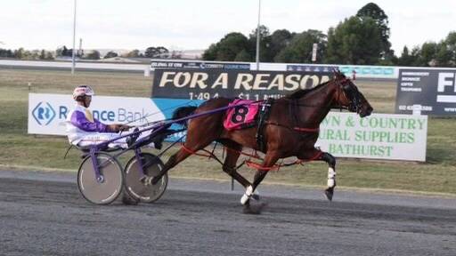 Sweet on Lexy is the fastest qualifier for Bathurst's $150,000 Gold Crown final for colts and geldings. Picture supplied