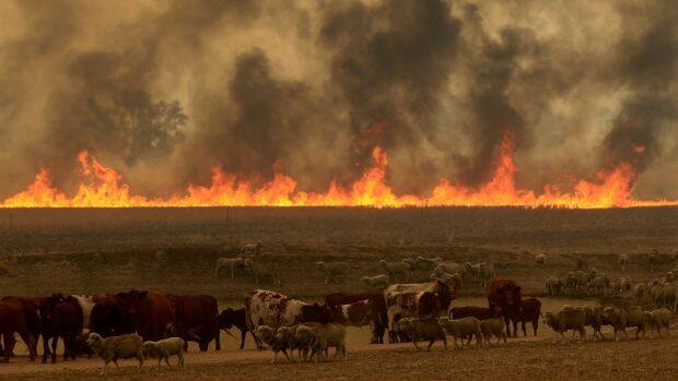 The Sir Ivan fire devastated more than 55,000 hectares. Homes, farm buildings and stock were lost. This photo of stock and smoke near the Sir Ivan fire was taken by Dean Sewell.