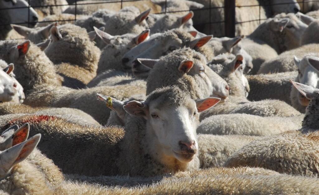 Huge lamb yarding this week at Central West Livestock Exchange