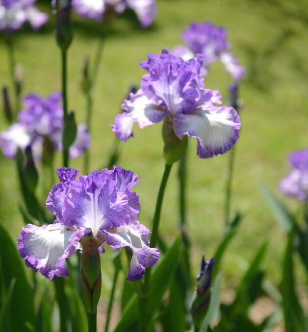 Irises in full bloom at the 2015 Forbes open gardens. 