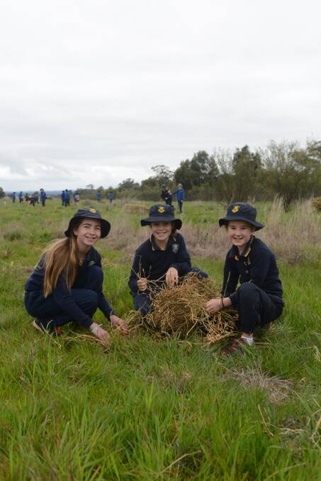 Forbes Public students Hallie Lemon, Tess Worland and Iris Walker mulching around the trees they had planted at the 2016 event.