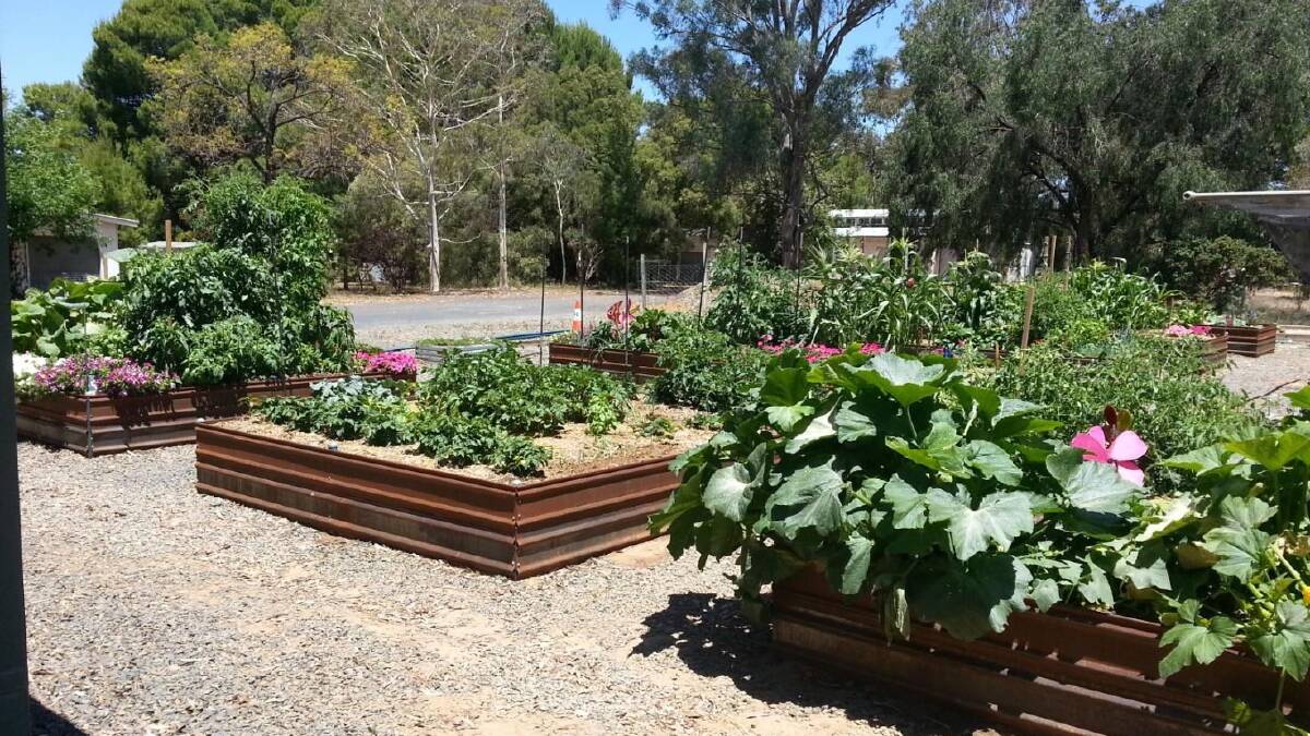 Forbes Riverside Community Gardens are bursting with produce. 