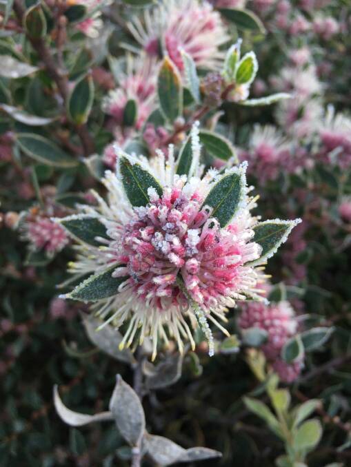 The Advocate has had a couple of requests for a return of the garden photos ... here's a hakea Burrendong Beauty in flower on a frosty morning.