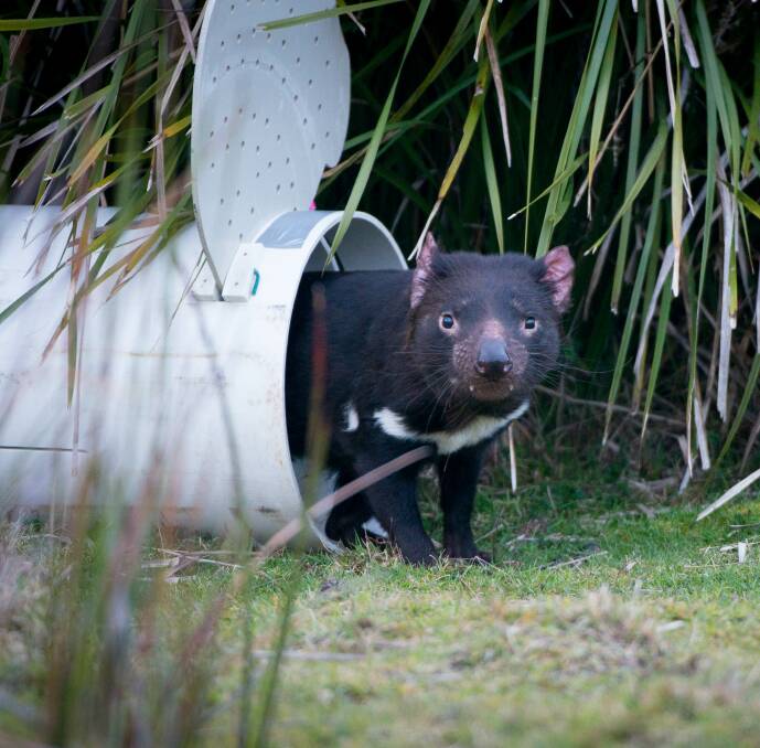 GREAT ESCAPE: One of 33 vaccinated Tasmanian devils released at Stony Head in the North East on Tuesday as part of a recovery trial. 