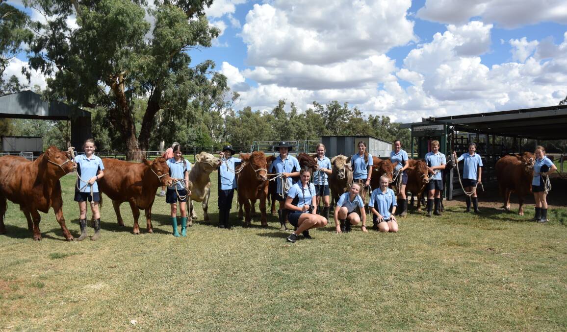 The cowntdown is on for the Red Bend Cattle Team, who head to the Sydney Royal Easter Show on April 2nd.