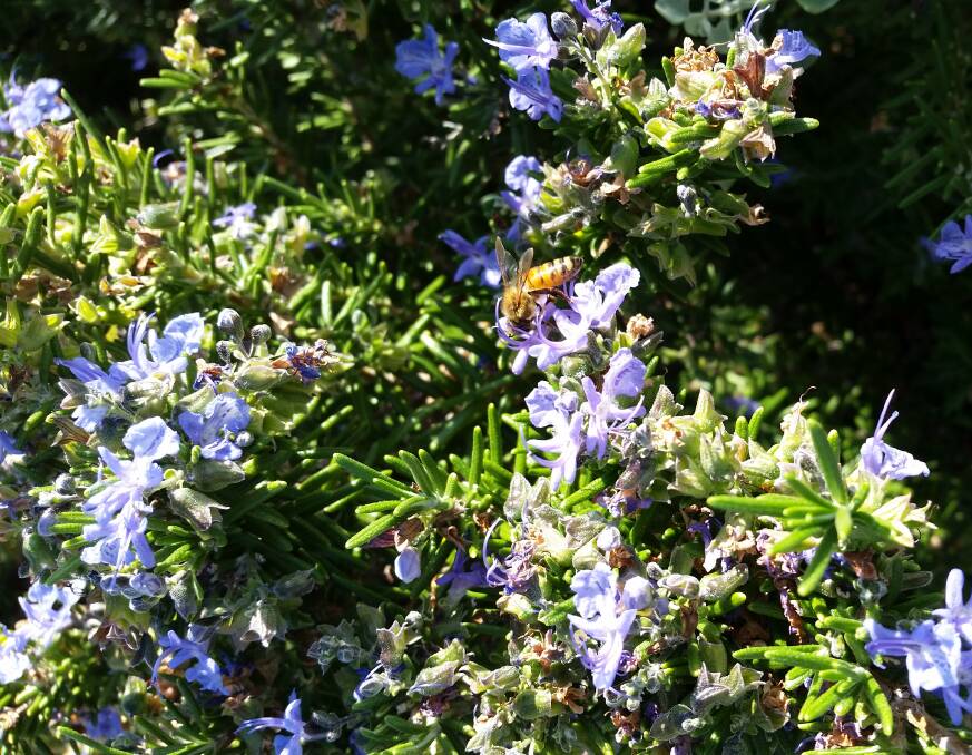 Rosemary varieties not only make a connection with remembrance, but also help to sustain our bee population.