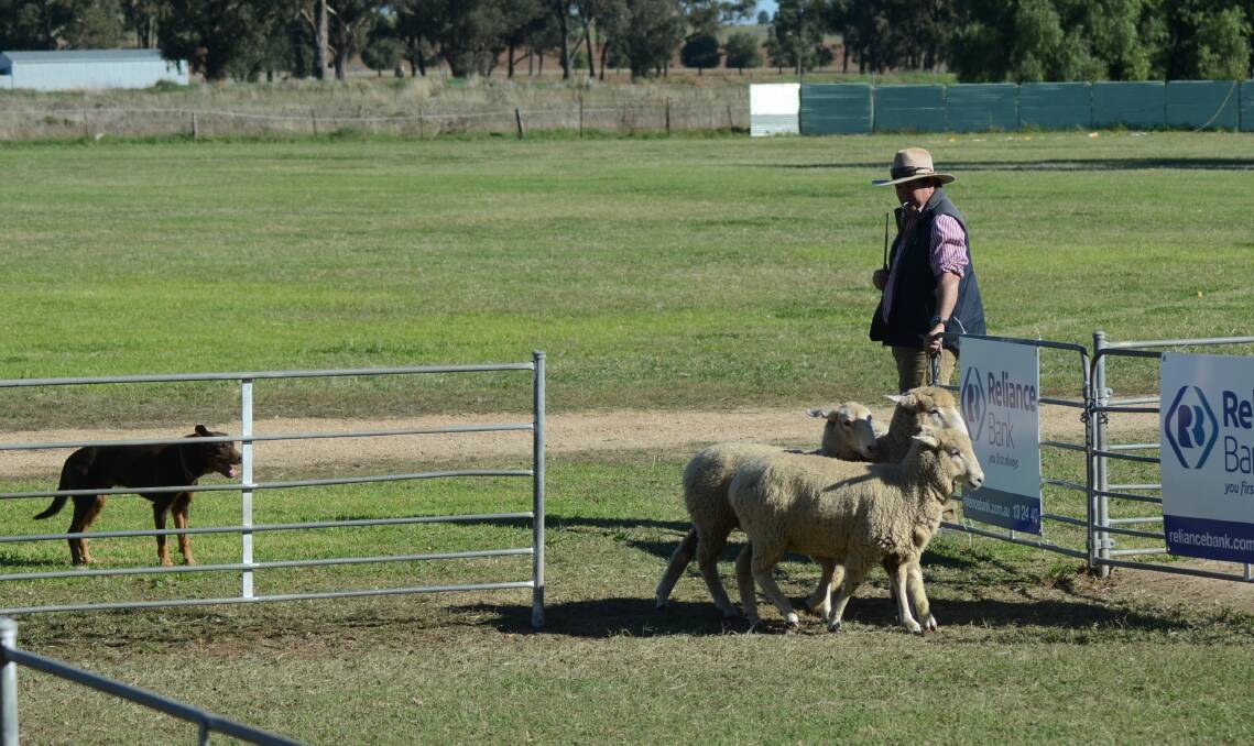 Yard Dog Trials return to Eugowra Show this year with a huge lineup.