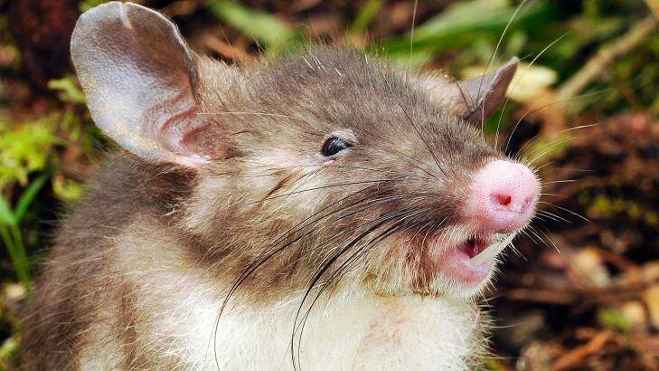 Meet the newest mammal discovered: the hog-nosed rat from Indonesia. Photo: Museum Victoria