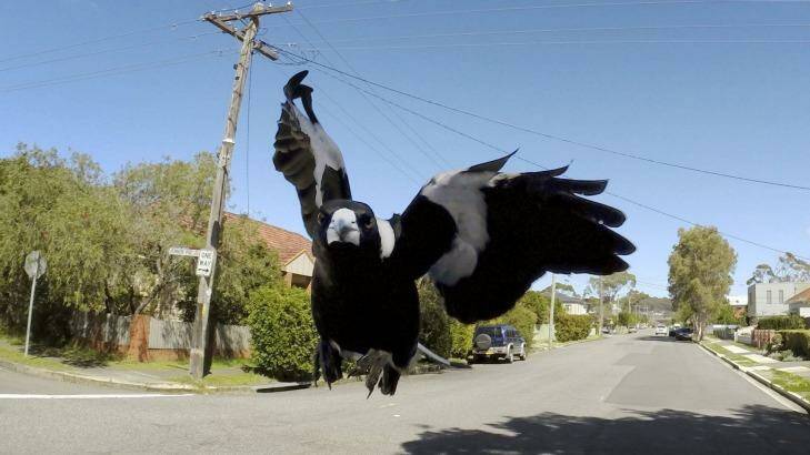 Swooping magpies are devoted dads keen to protect their young from predators. Photo: Darren Pateman