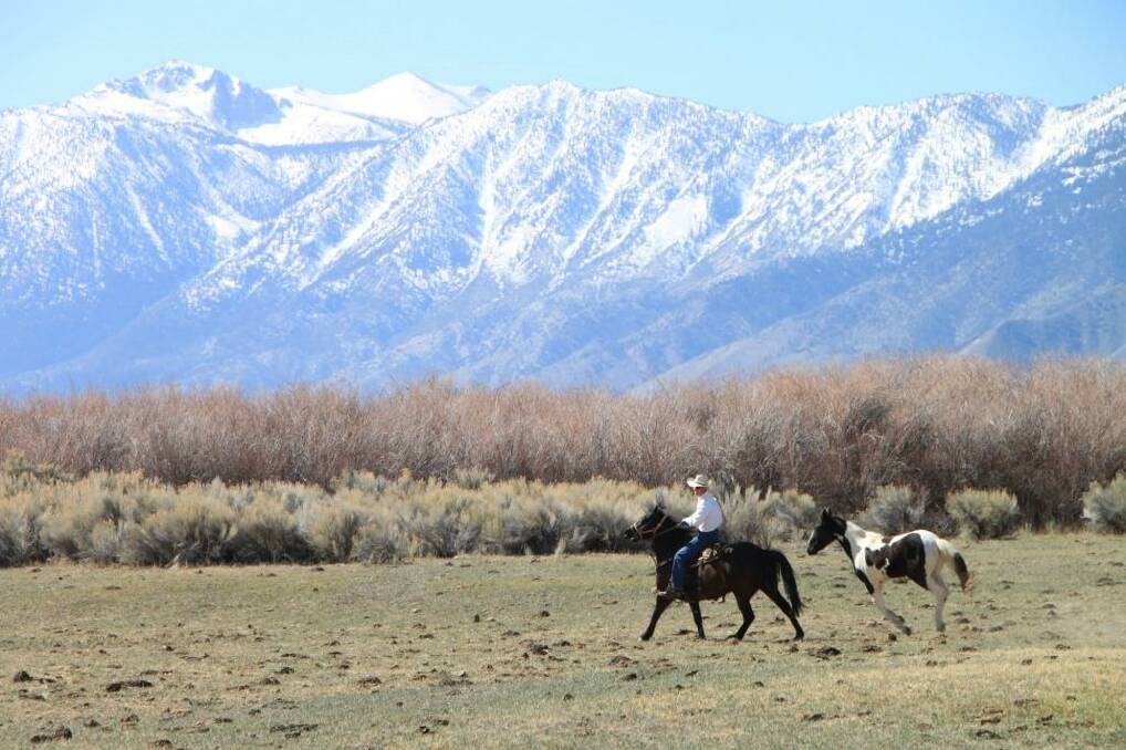 Ride 'em cowboy: Wrangler Rich at
his property. Photo: Ben Groundwater