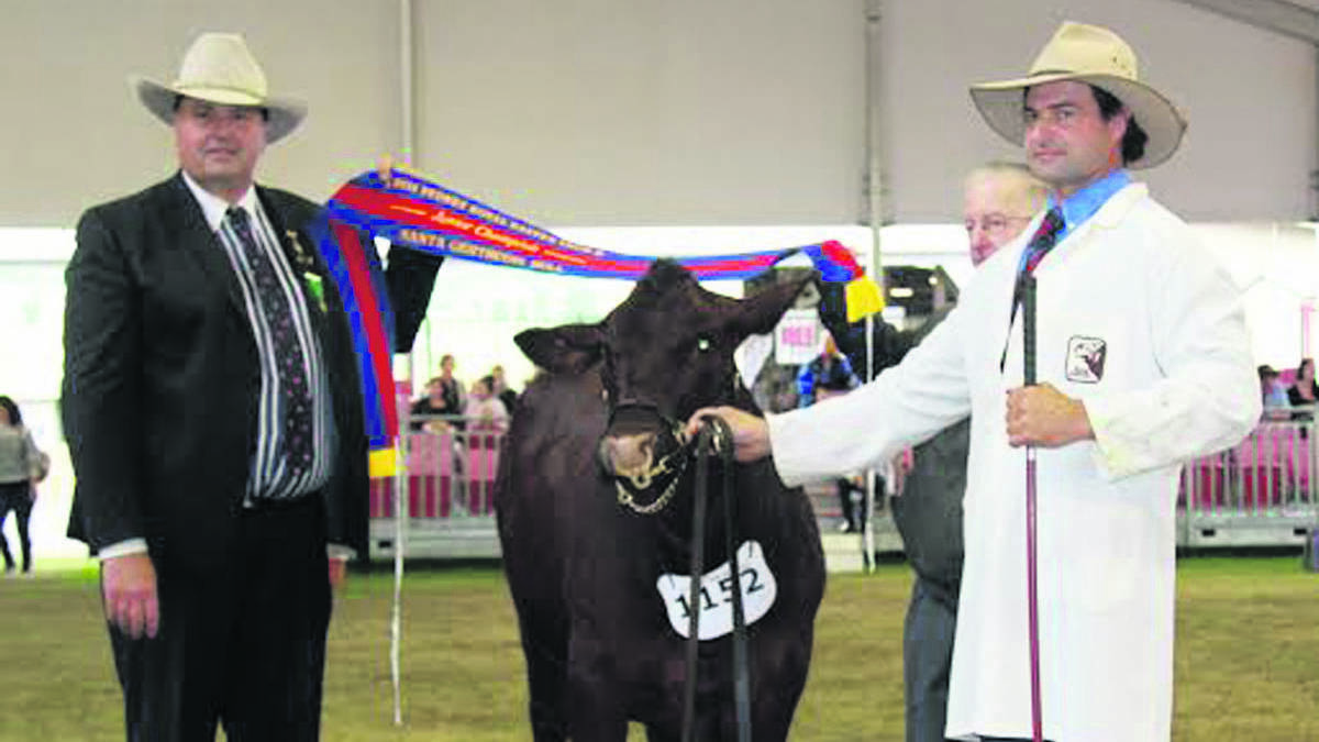 FORBES: The 2014 Sydney Royal Easter Show has been Dennis Moxey’s most successful show to date, having achieved some outstanding results in the Cattle-Beef division this year. Mr Moxey won two major awards, the Most Successful Santa Gertrudis Exhibitor and the Best Maintained Santa Gertrudis Team, over five head.