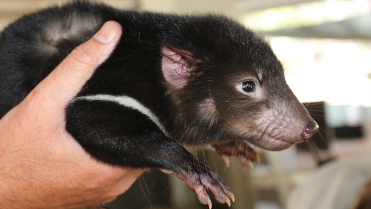 WELCOME LITTLE BUDDY: One of the four Tasmanian Devils welcomed by Dubbo's Taronga Western Plains Zoo.