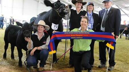 COWRA: Pine Creek Angus Stud can add two important Sydney Royal Easter Show titles to their already impressive list of achievements. The Fuller family and their team at PC have taken out the inaugural champion interbreed breeders group, with their breed of Angus. This was followed with a win in the best Angus exhibit, in the senior female category with PC Miss Shiraz H449.