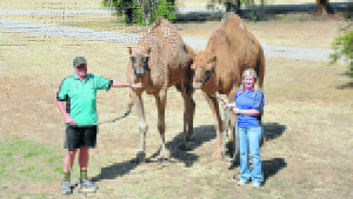 Organisers of the Forbes Camel Races Kerry Dunstan and Lee Marsh with Dave Keys’ camels Racecourse Rat and Backwards who have come all the way from Shepparton. 0315camels