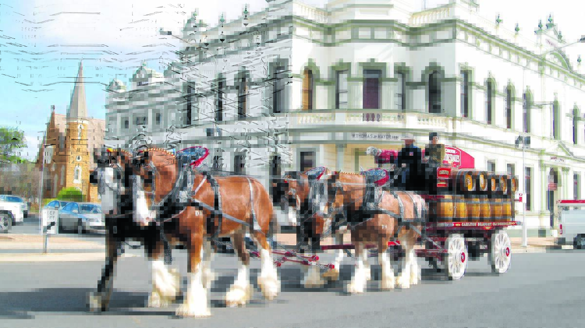 Forbes residents could have been forgiven for thinking they had been transported back a century or more yesterday when the famous Carlton and United Breweries Clydesdales clip-clopped into town. The iconic team of draught horses, driven by Glen Pate and accompanied by ‘guardian of the wheel’ Cassie the Dalmation, visited town for yesterday’s Forbes Cup TAB meeting at Forbes Racecourse.