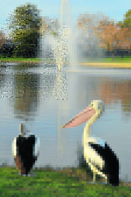 A flock of pelicans have called Lake Forbes home during the ­autumn and winter months, and why not, with such beautiful ­surrounds.
If you have taken a good quality weather ­related photo, email danielle.buckley@fairfaxmedia.com.au 