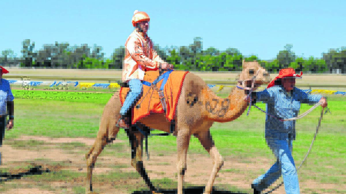 A contender prepares for the 2013 Camel races. 0413camels13