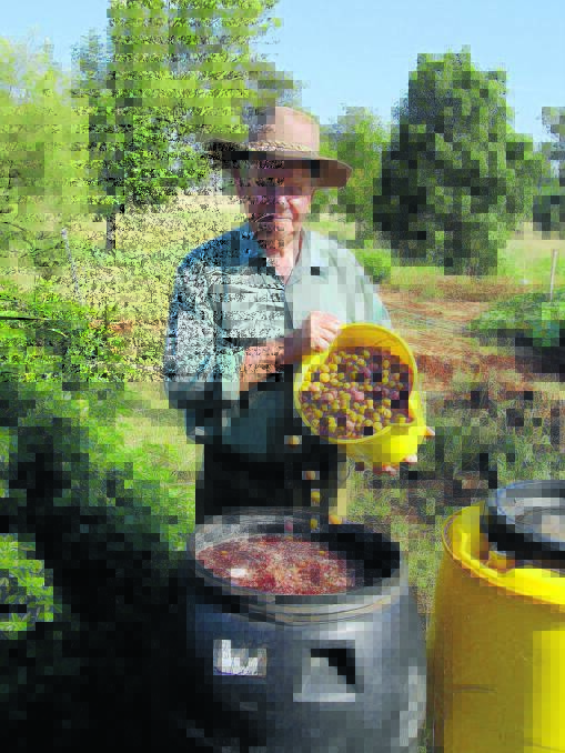 Greg Gibson of Gibson’s Grove with some of this season’s harvest. greggibson