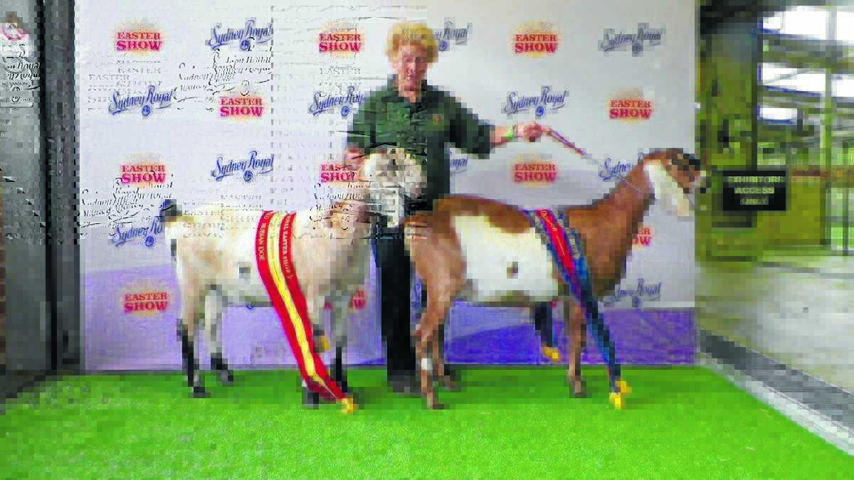  Reserve Champion Junior AngloNubian, IP Kallista and Champion Junior AngloNubian, Reserve Grand Champion Doe of the Show All Breeds and Supreme Exhibit AngloNubian, IP Karisma with owner/breeder Jennifer Jones of Illoura Park AngloNubians stud.