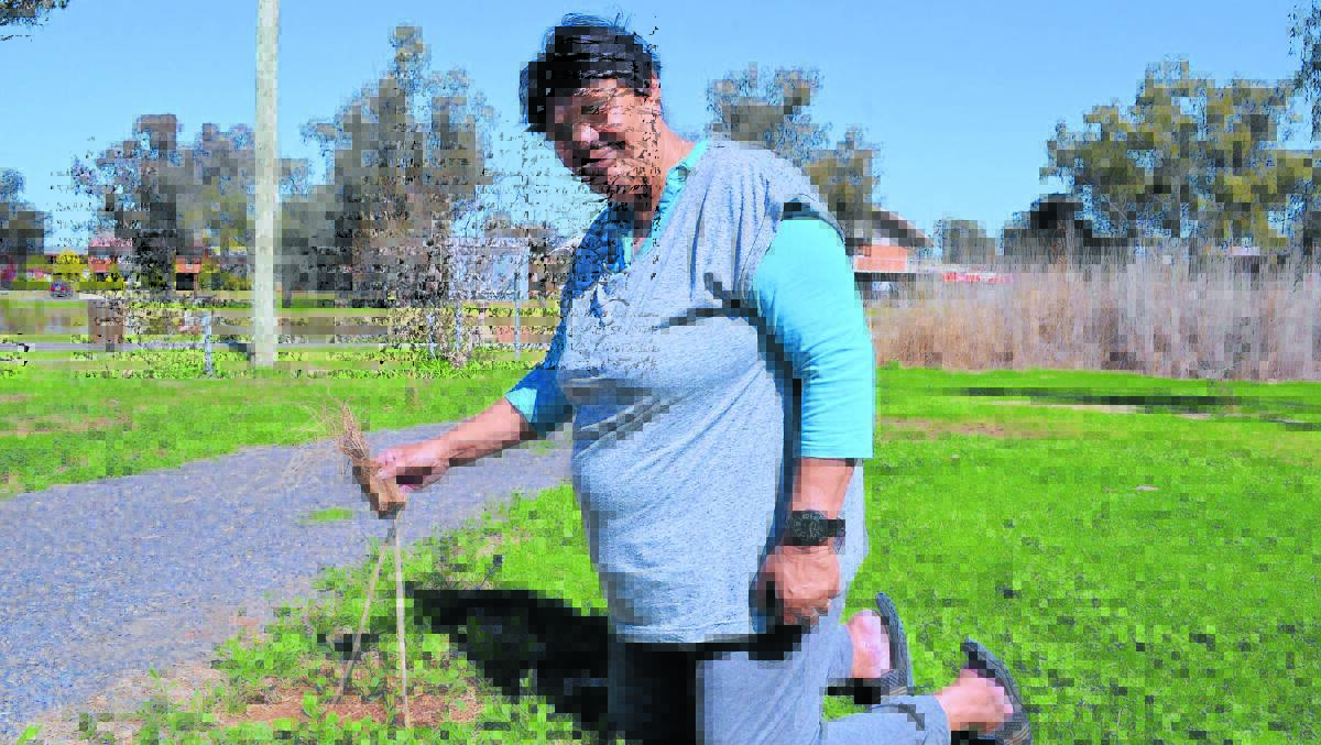 Aileen Allen with one of the 16 grasses that were dug out and scattered around the Wiradjuri Dreaming Centre earlier this week. 0914dreaming16