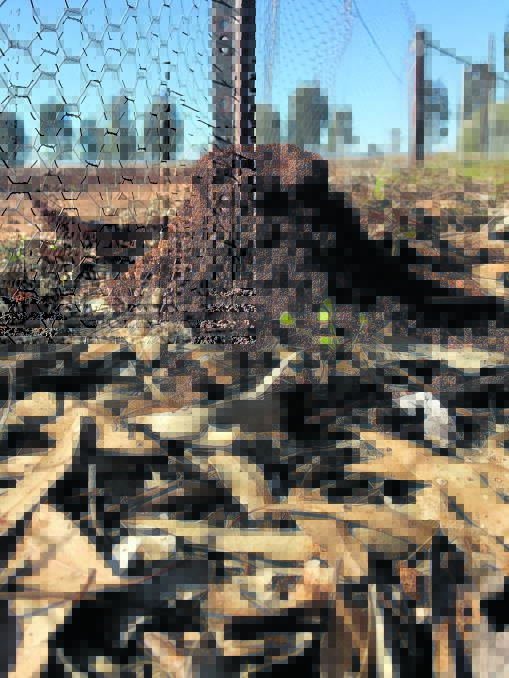 Have you ever seen an anthill this big? The Advocate’s Emma Maslin snapped this pic of one of the giant anthills that have formed on her property lately - a sign that big rains are on their way. anthill2