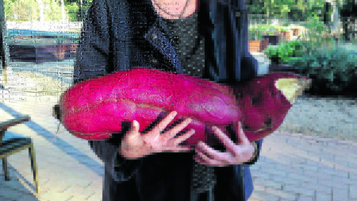 What a whopper! This giant sweet potato was grown at the community garden. 
If you’d like to be part of the gardens, there’s a working bee on the first Saturday of each month.  The garden is located at the old NSW Forestry Nursery, Reymond Street, Forbes. More information on council’s website www.forbes.nsw.gov.au/community/forbes-riverside-community-garden.aspx
