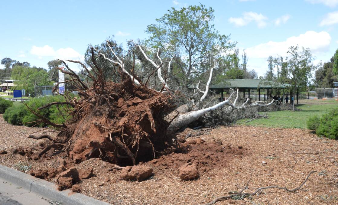 UPROOTED: A large tree at Bushman's Dam didn't survive last night's freak flash storm that swept through Parkes at 7pm.