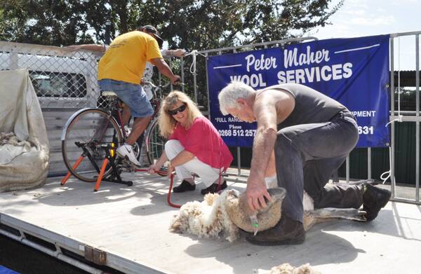 The bicycle powered shearing was a popular attraction at the camel races.