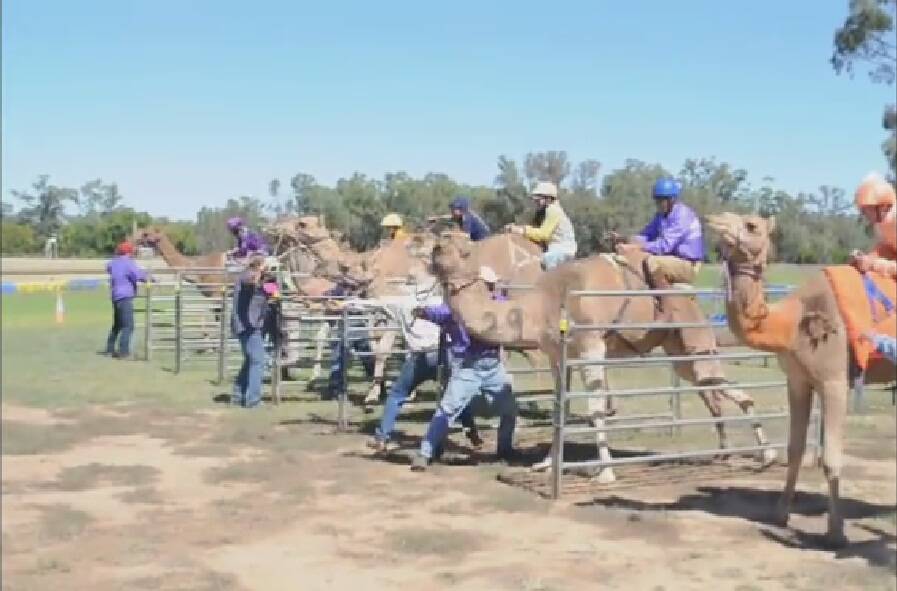 Watch a video of the Forbes Camel Races on Friday.