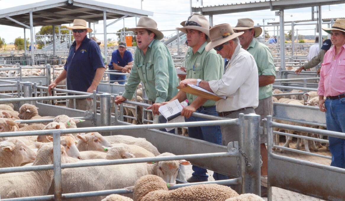 Nick Fogarty (centre) in action at the Central West Livestock Exchange recently.