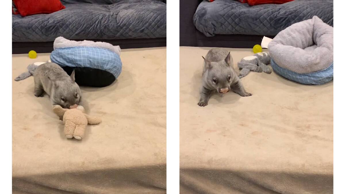 Woodrow the wombat (pictured) chewed a toy and span around like a puppy in a viral video