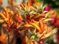Kangaroo paw can be a lucrative plant to grow. Picture Shutterstock