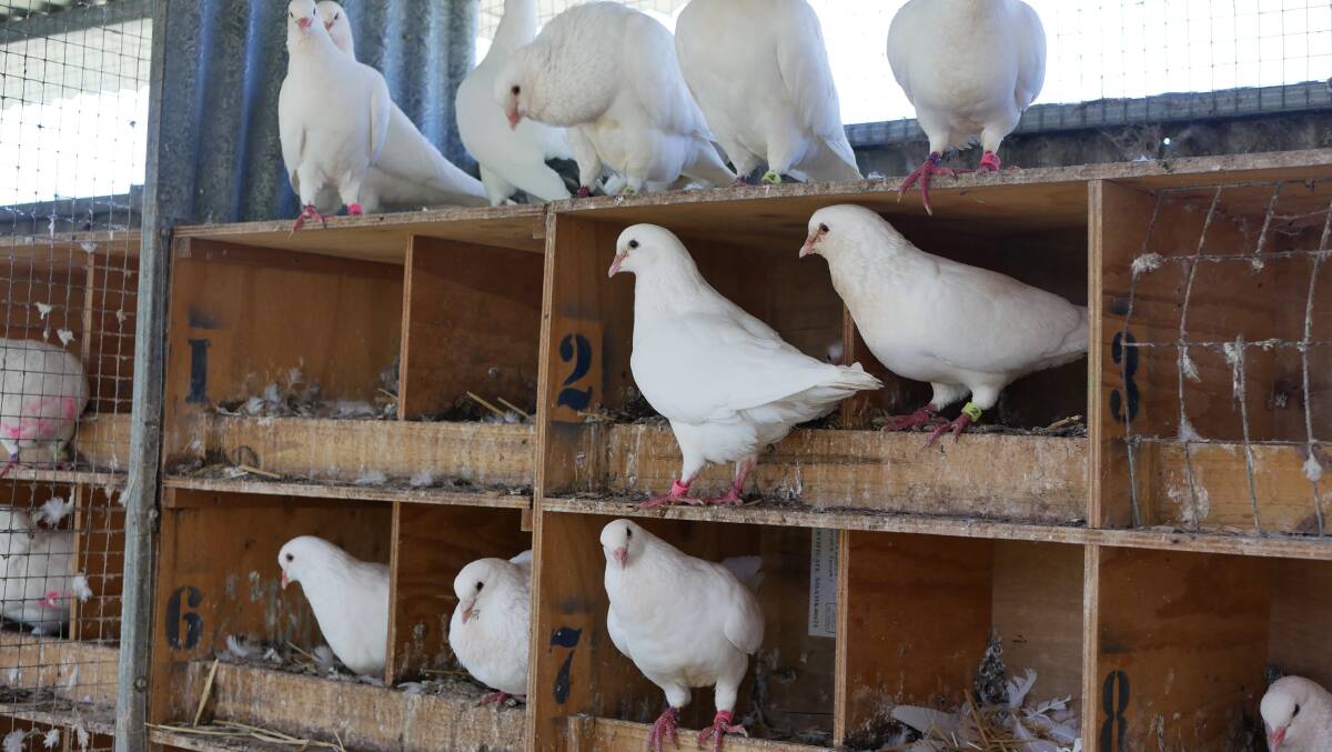 Generally there are 44 to 46 birds to a pen at Aussie Squab. 