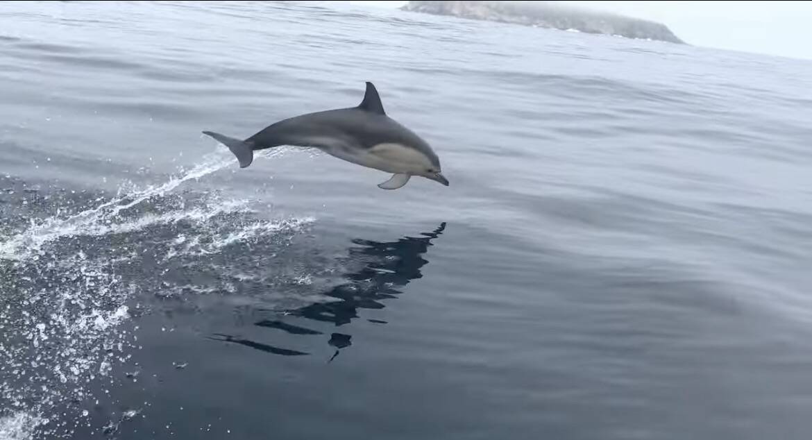 Dolphins accompanied them for part of the trip. Picture: Supplied