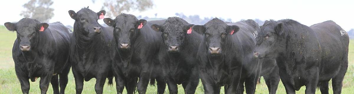 BLUE-E BULLS: 40 Blue-E bulls will go to sale on September 3 at 2 pm in conjunction with AuctionsPlus. The bulls are predominantly black with some red bulls.