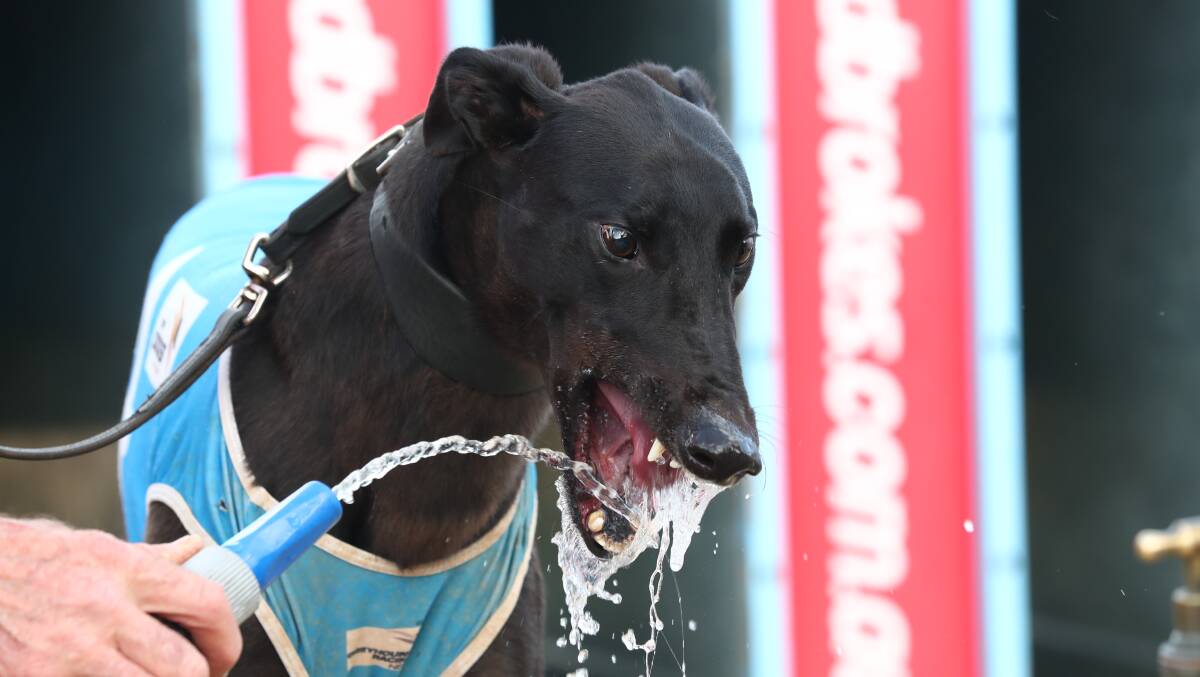 HOT ODDS: Falcon's Fury will be amongst the better-backed dogs come Friday's Bathurst Gold Cup final at Kennerson Park. He's won his past three starts, one of those the Orange Cup final at Bathurst on January 29. Photo: PHIL BLATCH