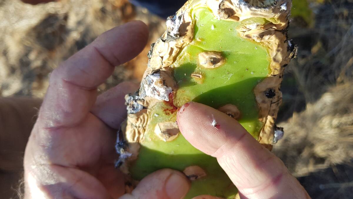 Prickly Customer: Prickly pear with biological control, cochineal. For more information about anything in this article call Central West Lachlan Landcare 6862 4914.