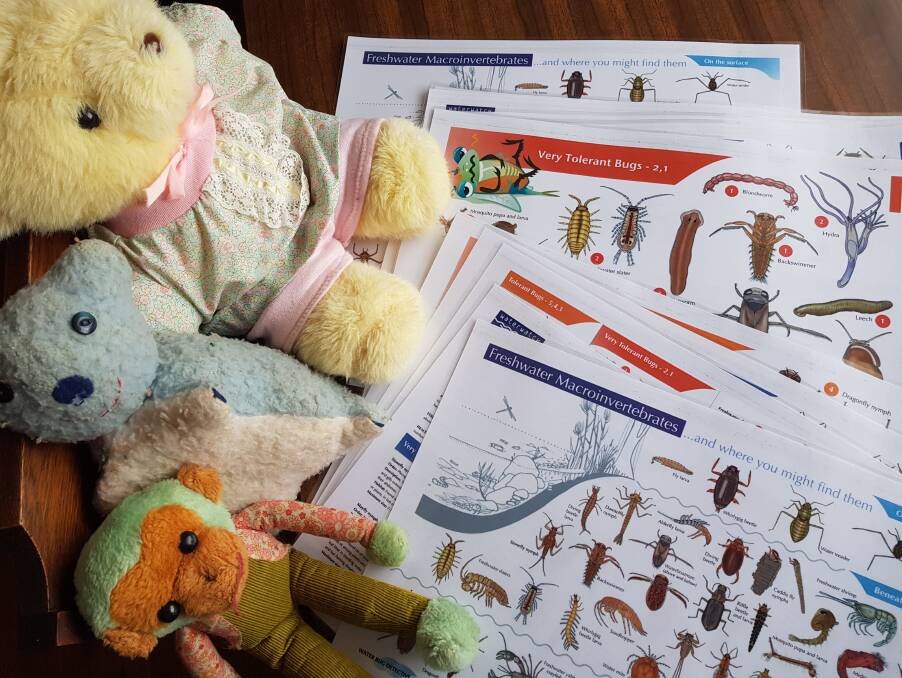 We're going on a Bear Hunt: Teddy, Albert and Monkey brushing up on their waterbugs for Saturdays Teddys Bears Picnic.