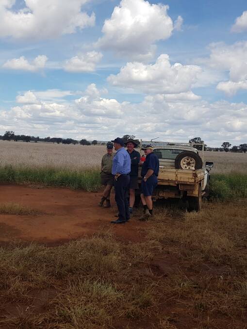 Inspecting: Orange MP, Philip Donato, Neil McGregor, Jason Tom and Graham McGregor inspecting one of the Back Yamma Canola Crops devastated by the hail.