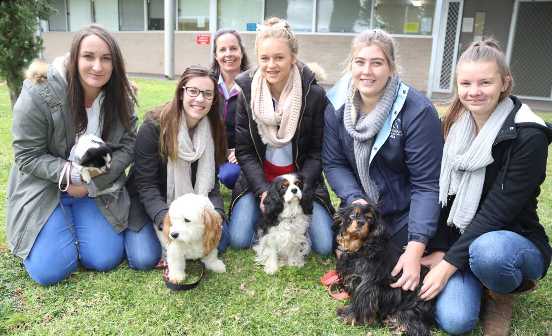 Veterinary nursing skills into practice for Molong's Sarah Fessey | Forbes  Advocate | Forbes, NSW