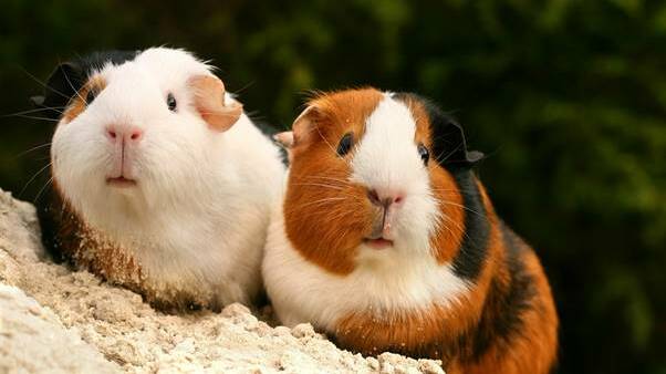 Is your guinea pig cuter than this? Prove it! 