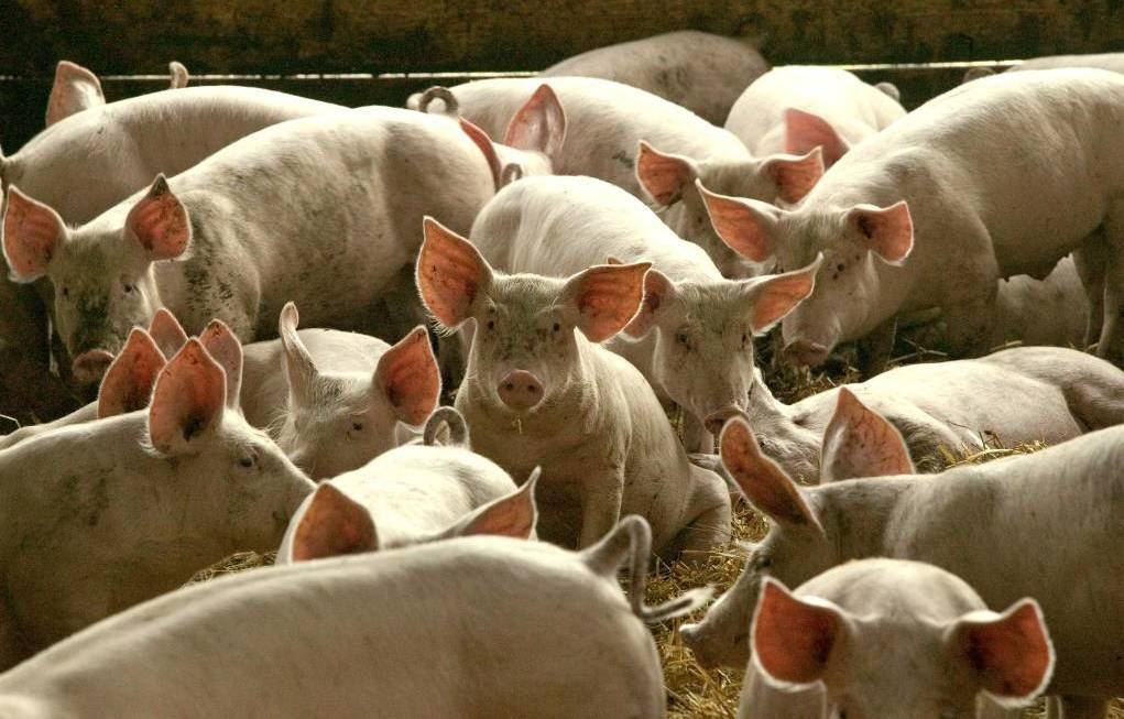HERE ALREADY: Japanese encephalitis has been confirmed in one piggery in Victoria's north, six piggeries in NSW and in one piggery in Queensland.