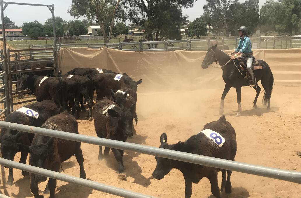 Abbey Wienke from West Wyalong sorting cattle at the Forbes clinic. 