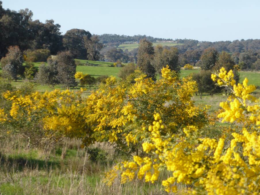 Wattles are about to bloom across the region. Photo provided Mikla Lewis who is hosting a tour of her property on August 23.