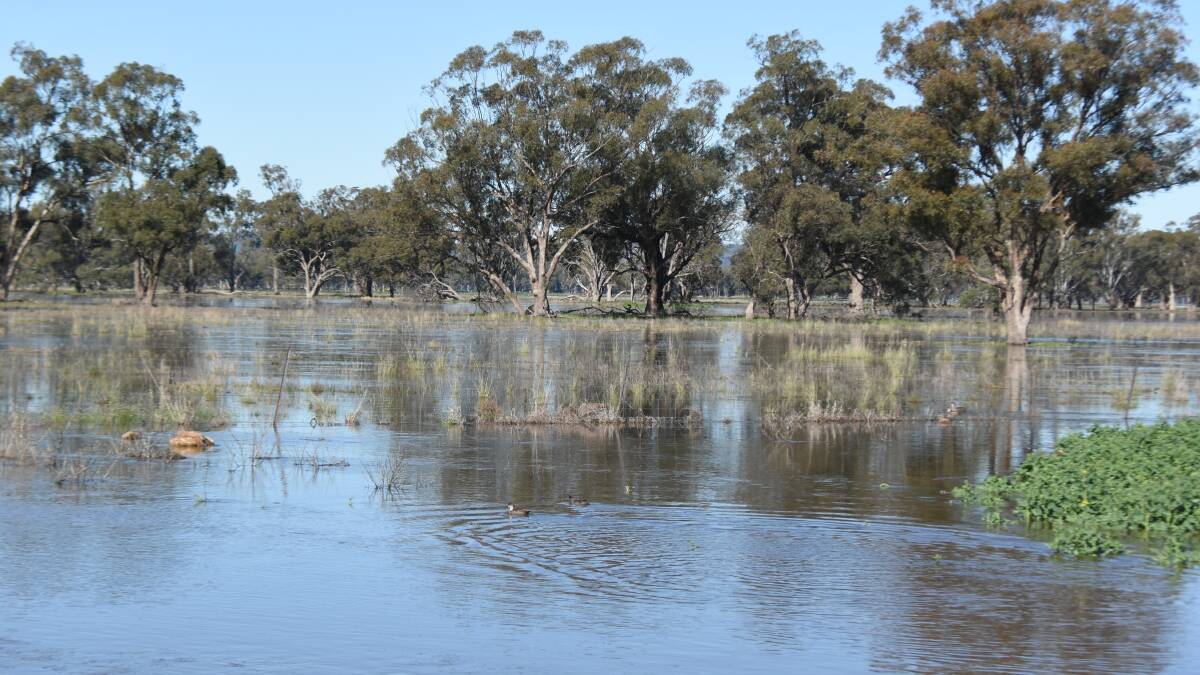 WET WEEKEND: The Lachlan River is expected to reach its peak at Cottons Weir on Tuesday afternoon but stay below minor flood levels at Forbes and Jemalong. Picture: FILE