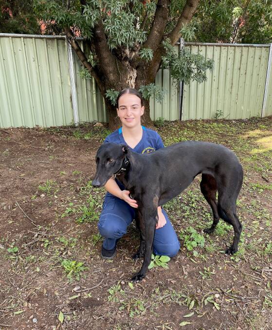 TAFE NSW veterinary nursing graduate Alesha Horton with greyhound Molly at the Forbes Veterinary Clinic. Photo supplied.